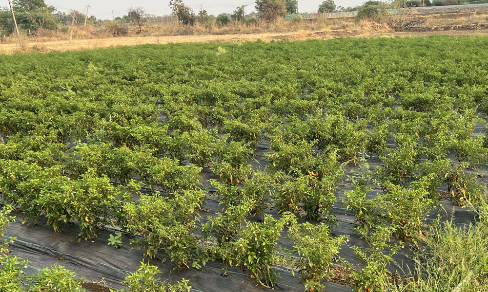 Red Chilli Farm