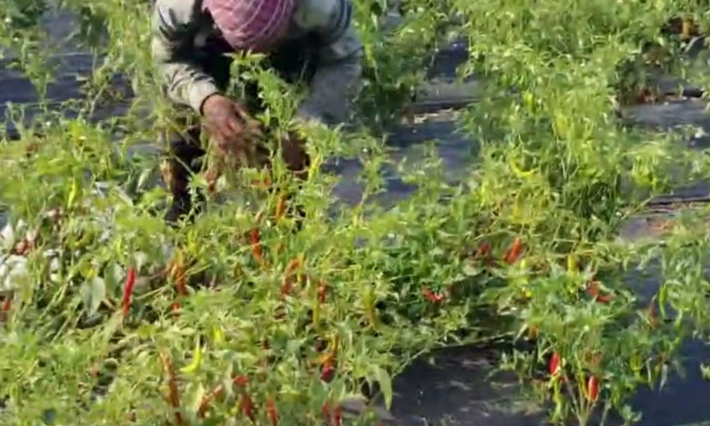 Harvesting Fresh Chillies